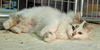 Kittie Sue