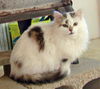 Kittie Sue