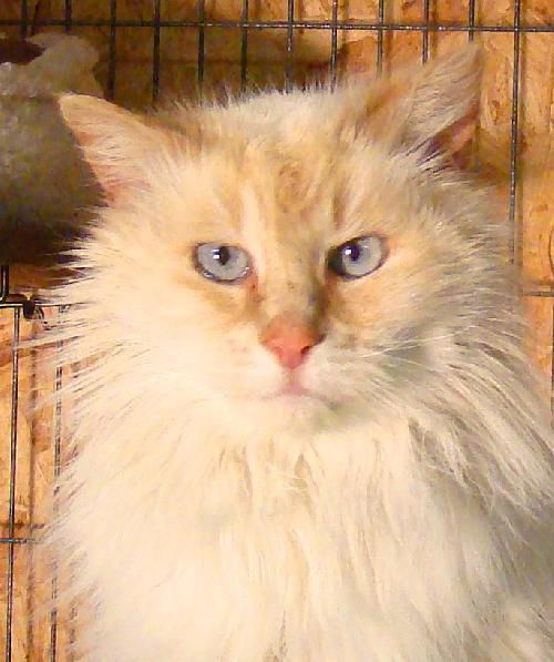 Kitsu