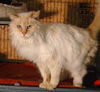 Kitsu
