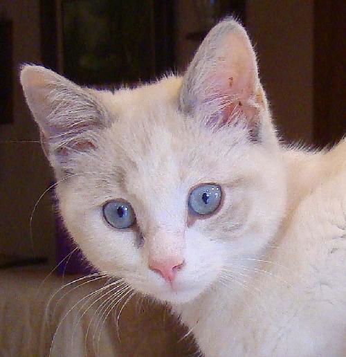 Jasmin