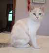 Jasmin