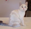 Jasmin