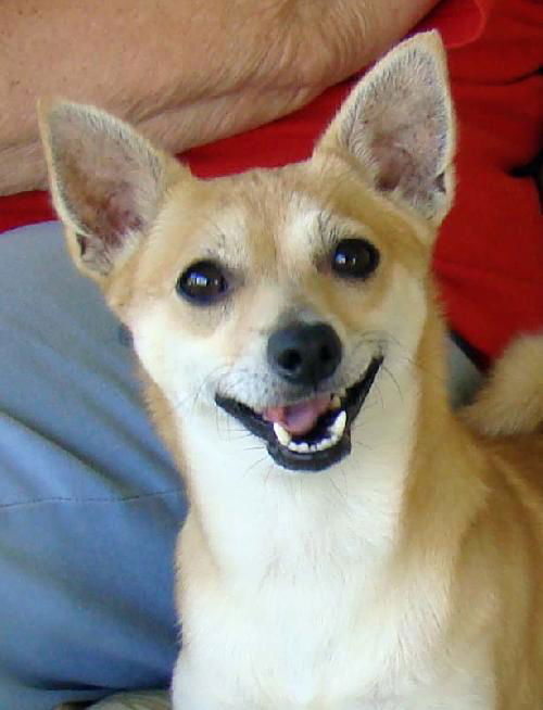 CiCi