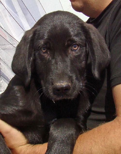 Max