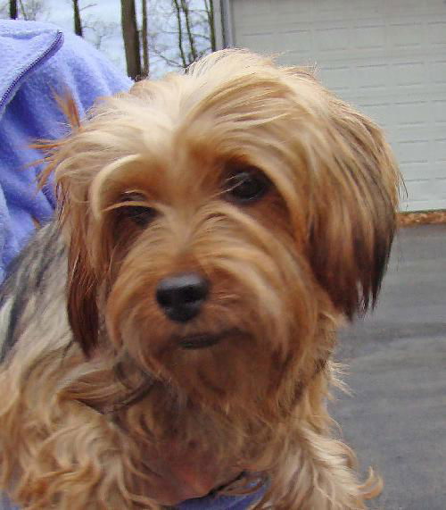 Cinnamon