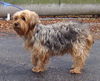 Cinnamon