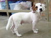 Scout
