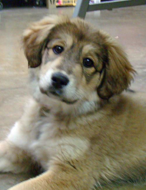 Maggie