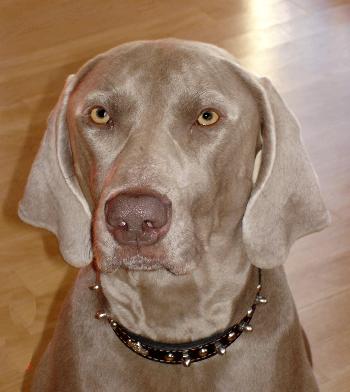Grady