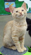 Patsy