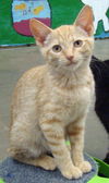 Patsy