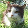 Chumley