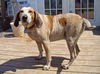 Roscoe