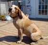 Roscoe