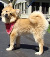 Chipper