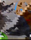 JB