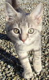 Tia