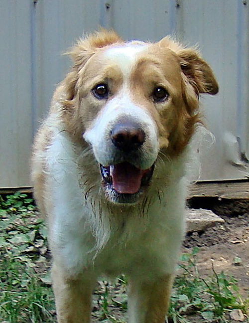 Huey