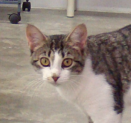 Nona