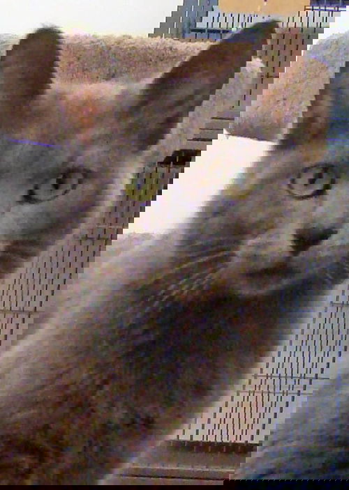 Graycie
