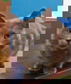 Graycie