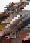 Graycie