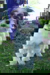 Chewbaka