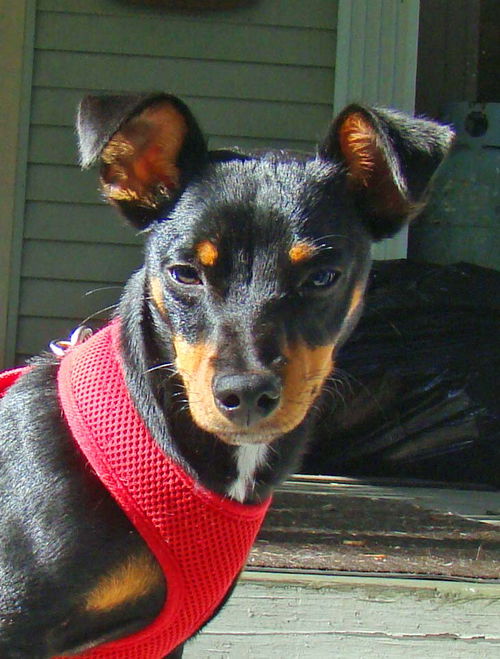 Jax