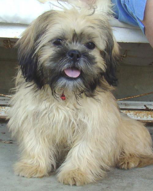 Gizmo