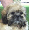 Gizmo