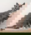 CiCi