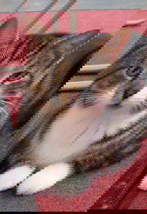 Max