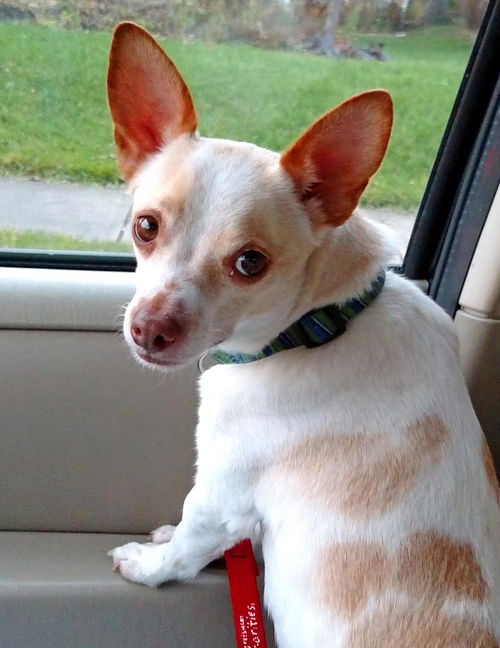 Chico