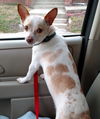 Chico