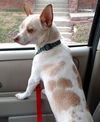 Chico