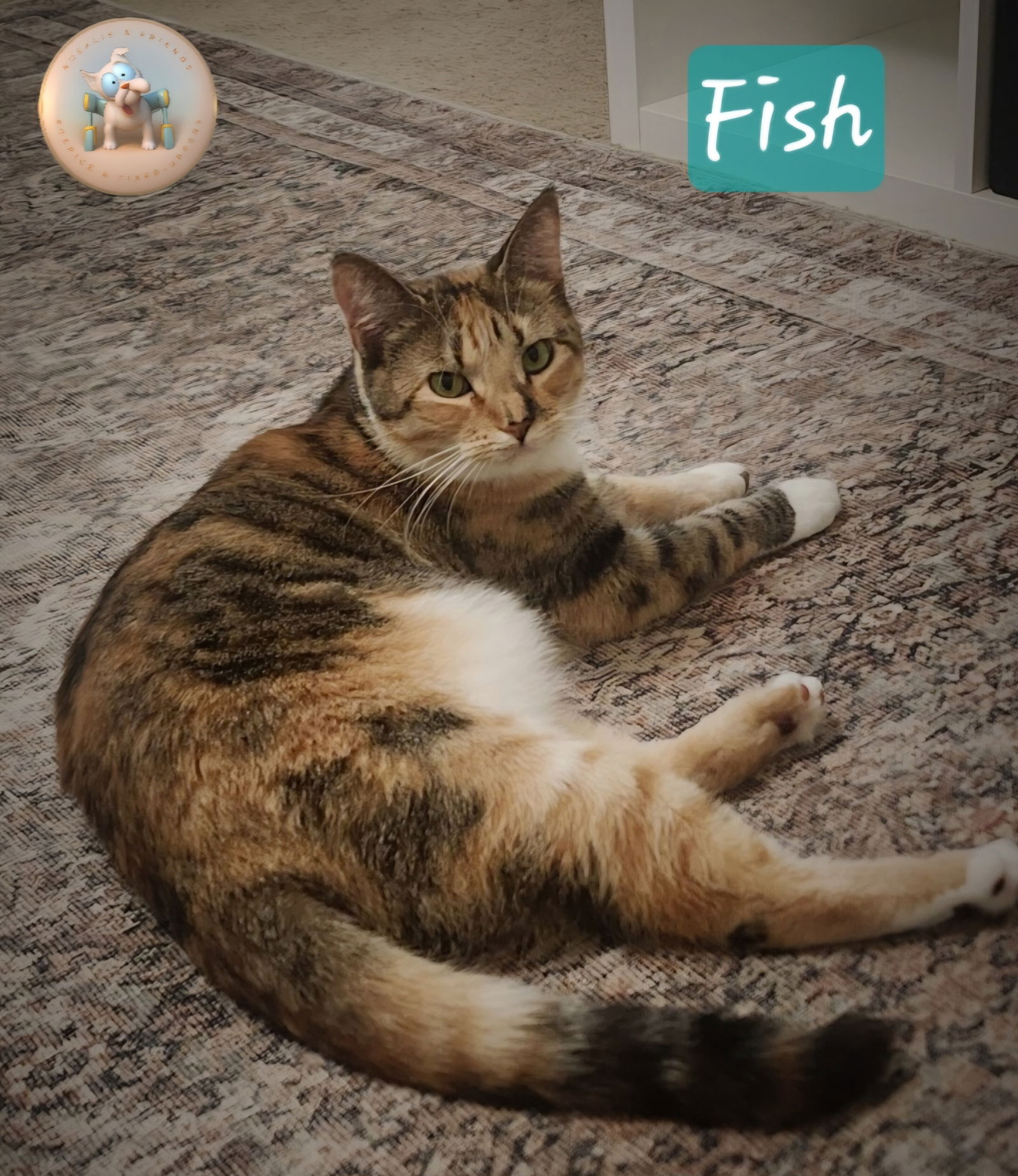 adoptable Cat in Pensacola, FL named Fish