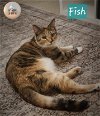 adoptable Cat in pensacola, FL named Fish