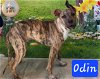 adoptable Dog in pensacola, FL named Odin