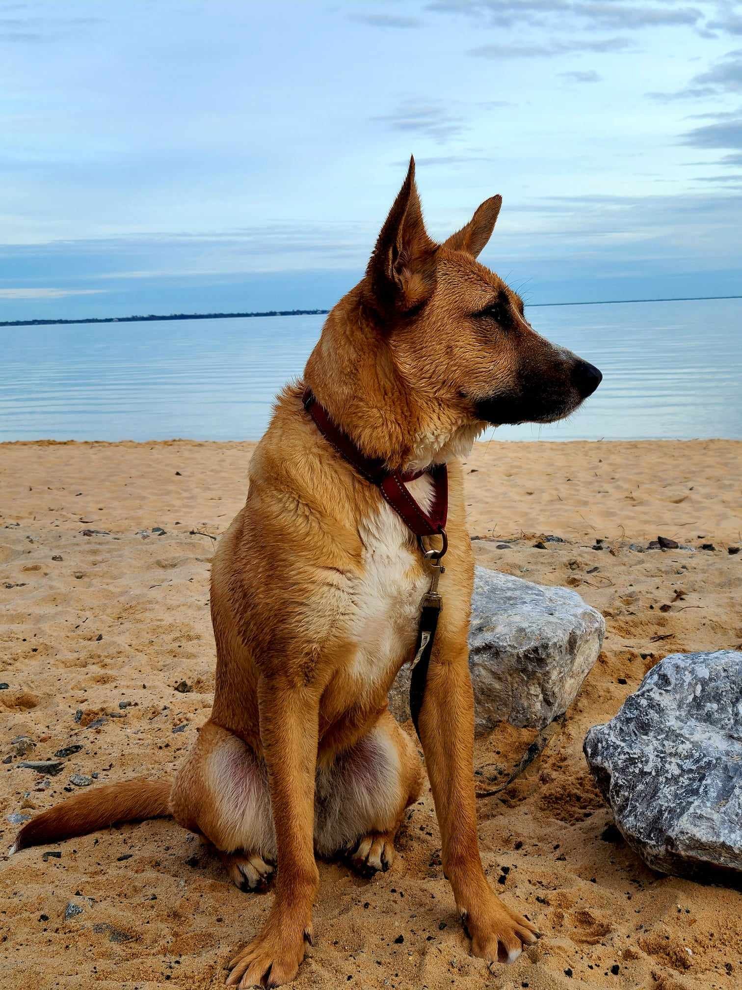 adoptable Dog in Pensacola, FL named Giselle