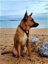 adoptable Dog in pensacola, FL named Giselle