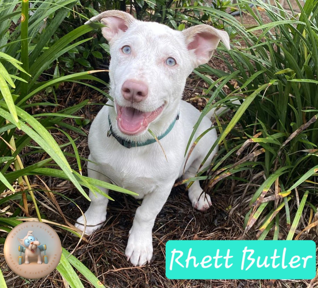 Dog For Adoption - Rhett Butler, A Basset Hound In Baldwin County, Al 