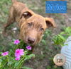 adoptable Dog in , FL named Myles