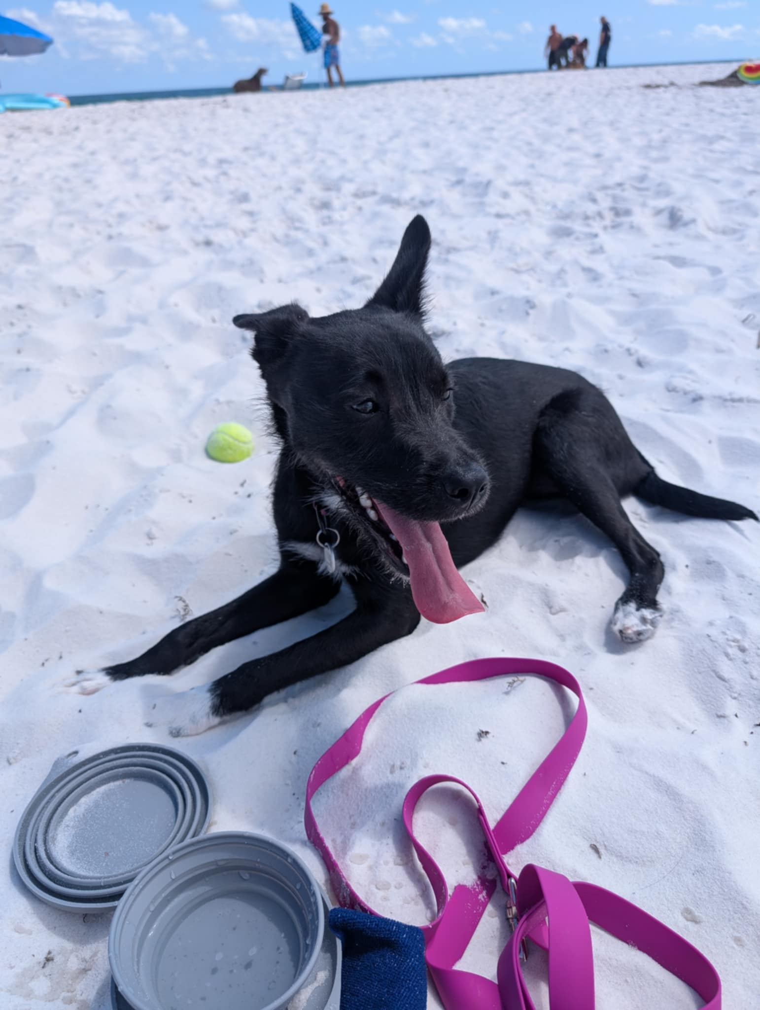 adoptable Dog in Pensacola, FL named Eileen