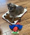 adoptable Dog in  named Bodee