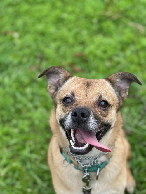 picture of the dog needing adoption