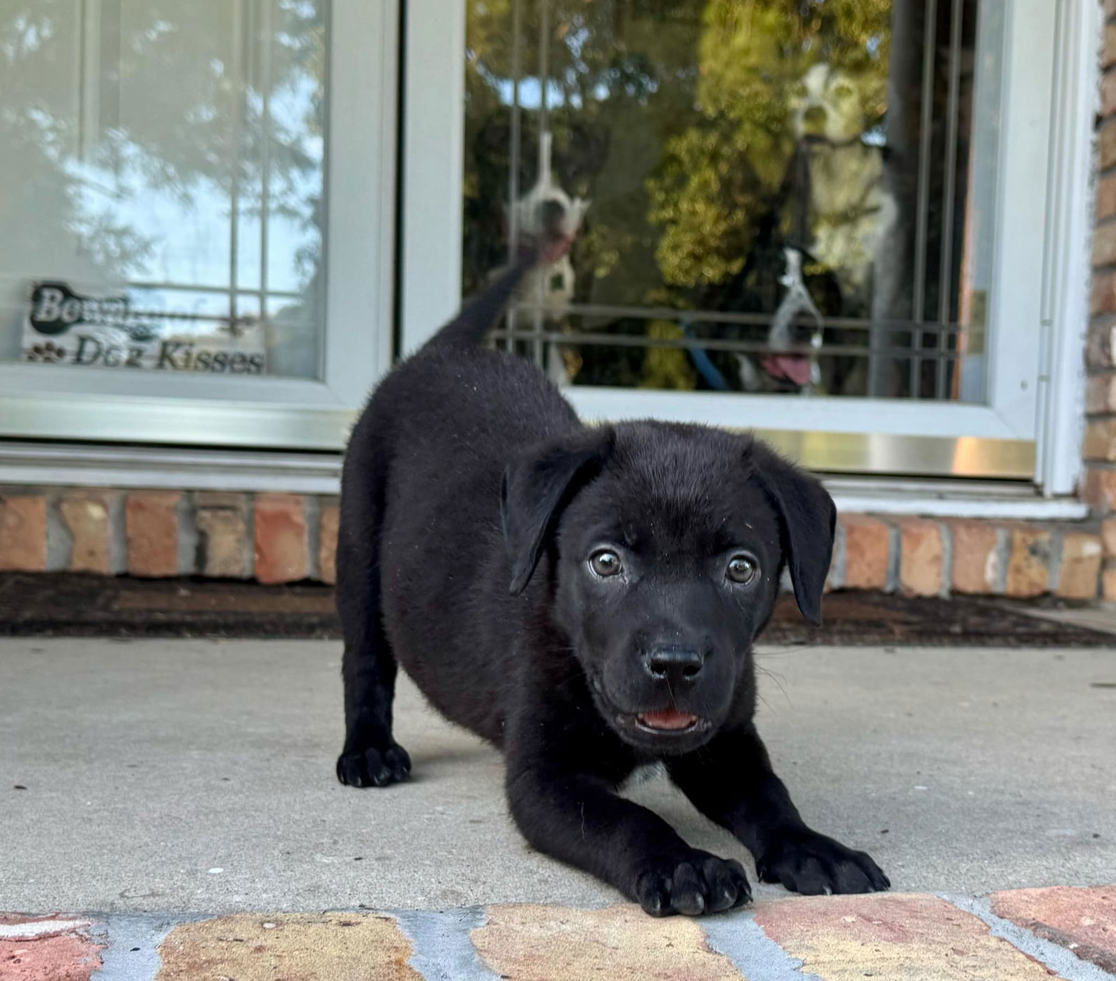 adoptable Dog in Pensacola, FL named Ricky Bobby