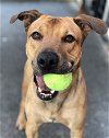 adoptable Dog in  named Cross
