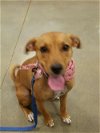 adoptable Dog in acworth, GA named Ginger
