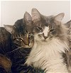 adoptable Cat in acworth, GA named Prince and Perry - Best Friends